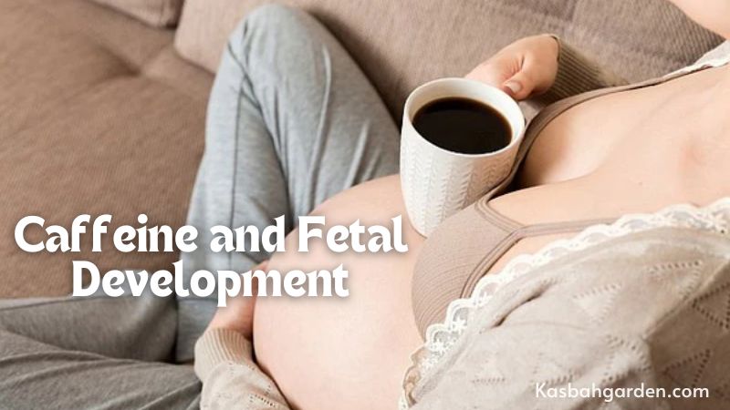 Caffeine and Fetal Development